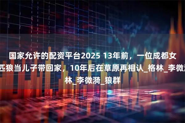国家允许的配资平台2025 13年前，一位成都女孩把一匹狼当儿子带回家，10年后在草原再相认_格林_李微漪_狼群